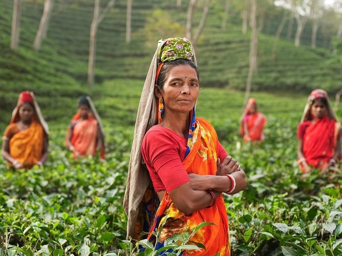 Tea pickers working a hillside tea plantation in Sri Lanka